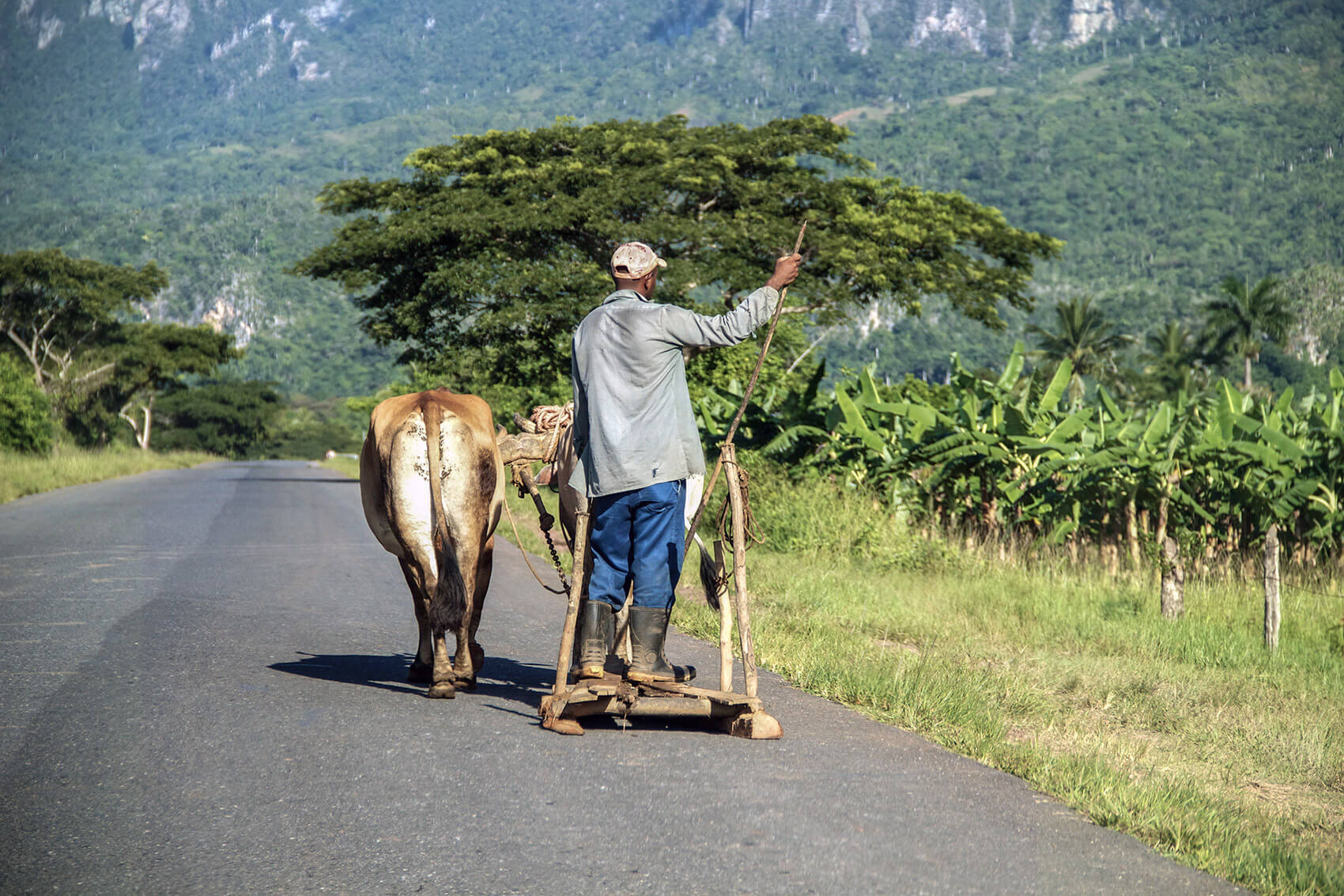 Farmer riding on an ox driven jalopy